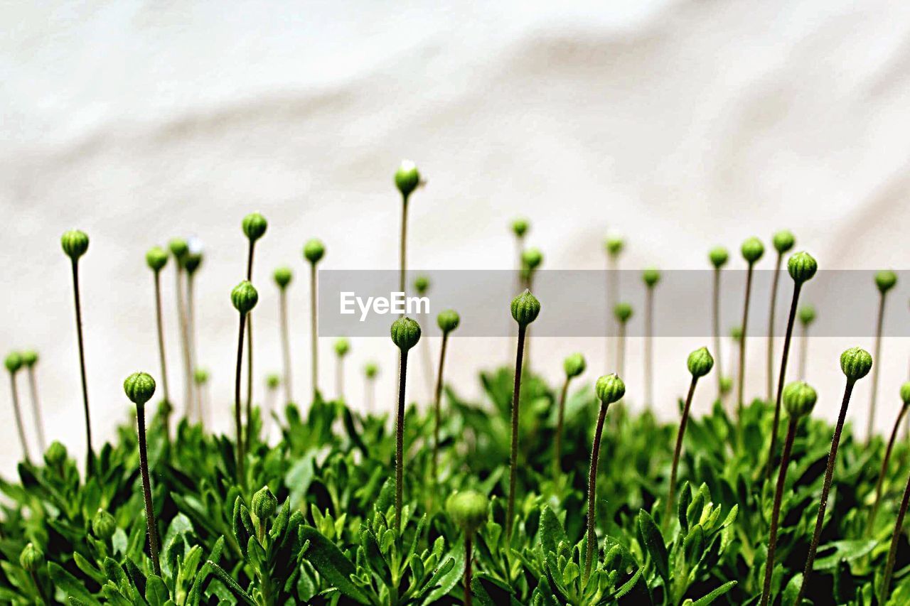 CLOSE-UP OF PLANTS GROWING ON FIELD