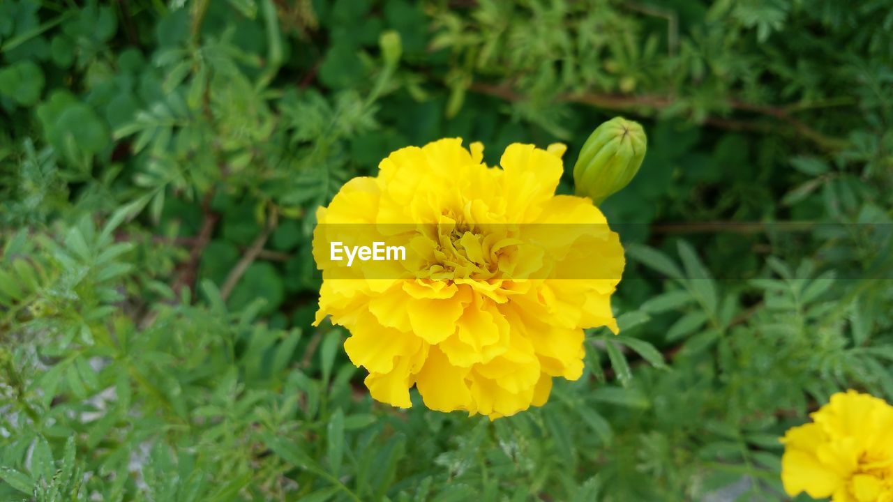 CLOSE-UP OF YELLOW FLOWER BLOOMING