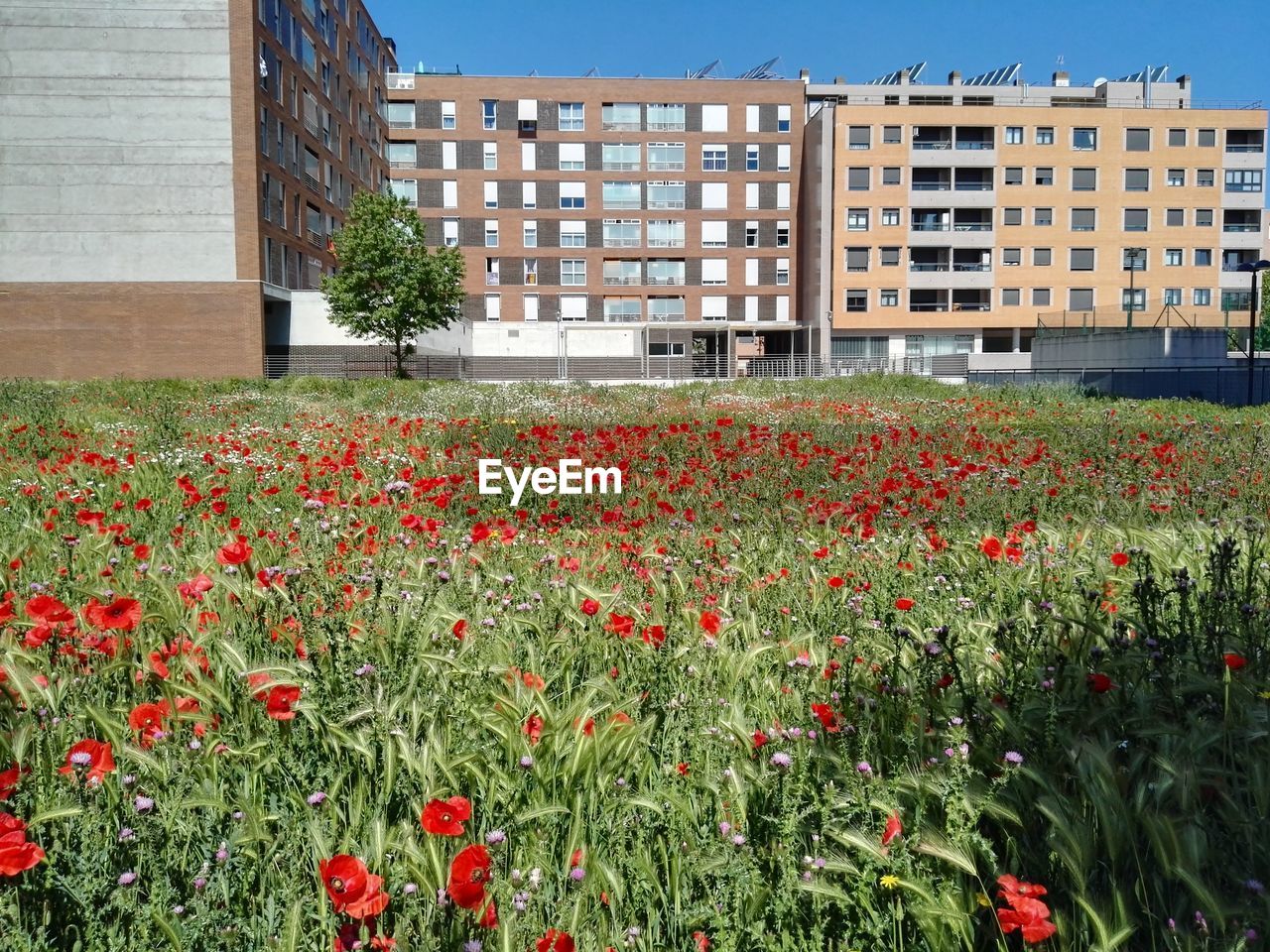 Poppies and buildings