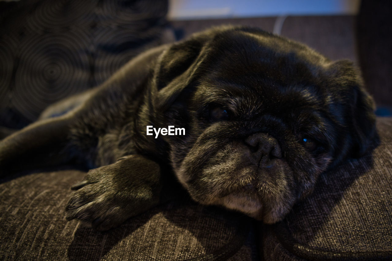 Close-up portrait of a dog resting at home