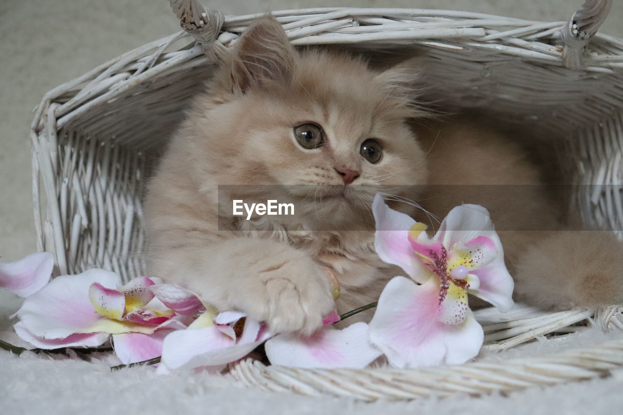 CLOSE-UP OF KITTEN RELAXING ON BASKET