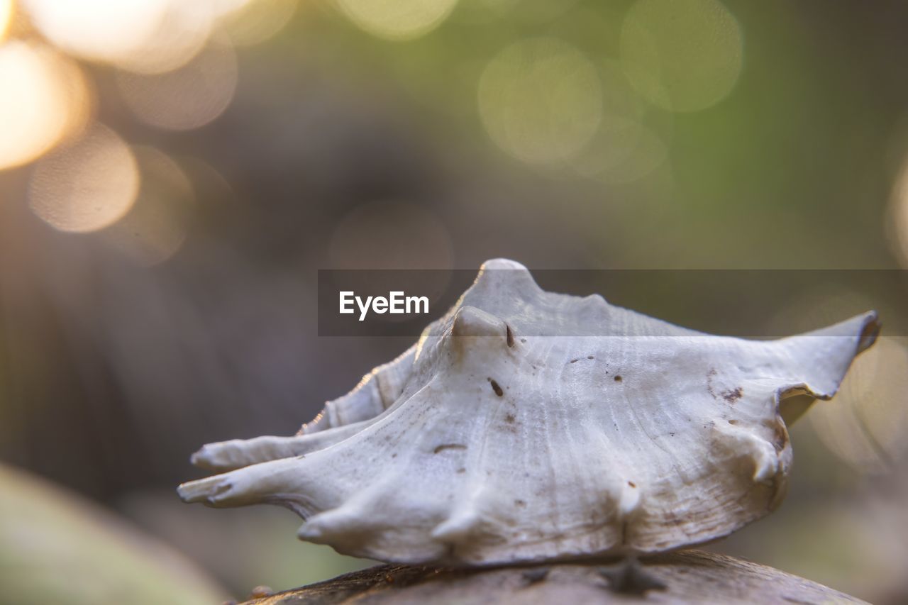 close-up, macro photography, leaf, nature, animal, no people, plant, animal themes, tree, animal wildlife, selective focus, flower, branch, focus on foreground, beauty in nature, outdoors, plant part, sunlight, green, wood, environment, tranquility, day, forest, land