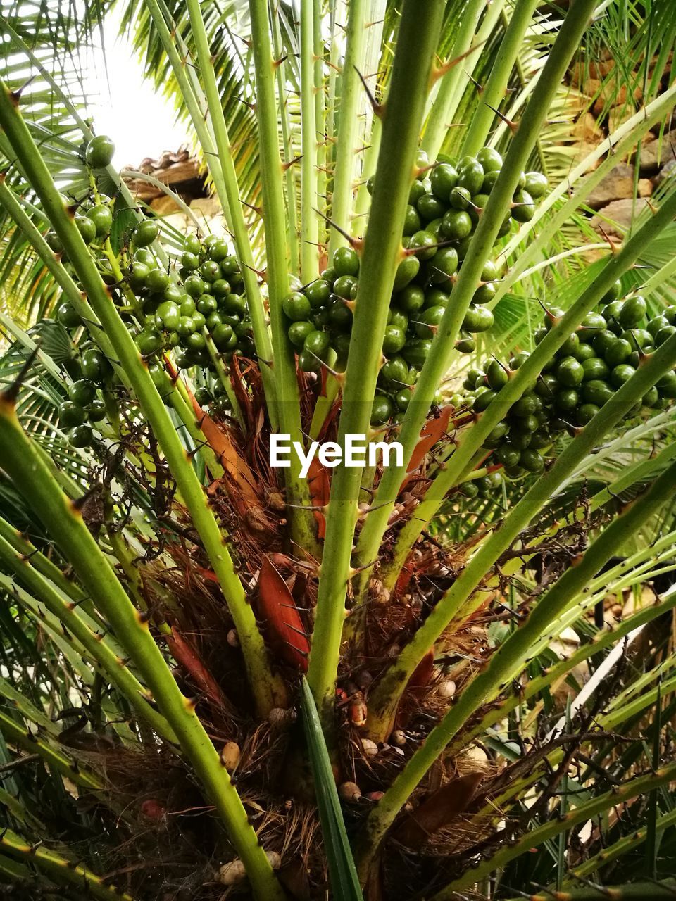 CLOSE-UP OF FRESH PLANTS