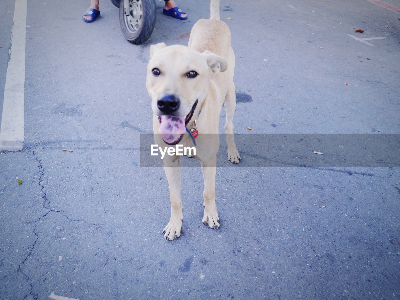 Portrait of dog sticking out tongue on road