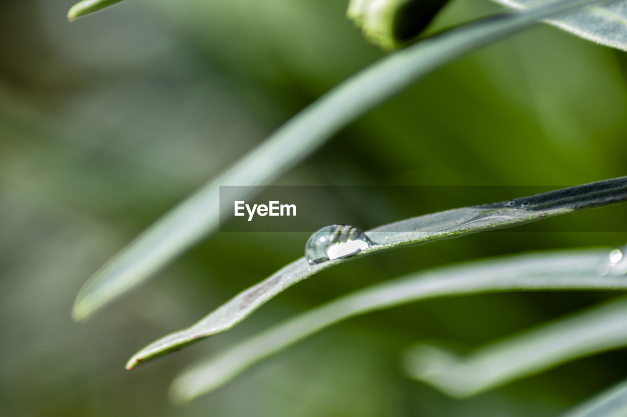 CLOSE-UP OF WATER DROPS ON GRASS