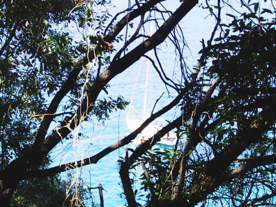 VIEW OF TREES AGAINST SKY