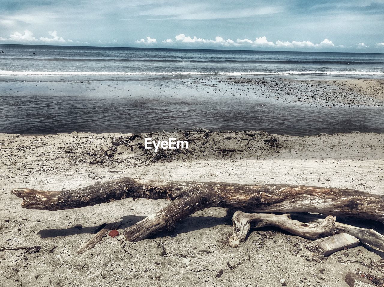 DRIFTWOOD ON BEACH