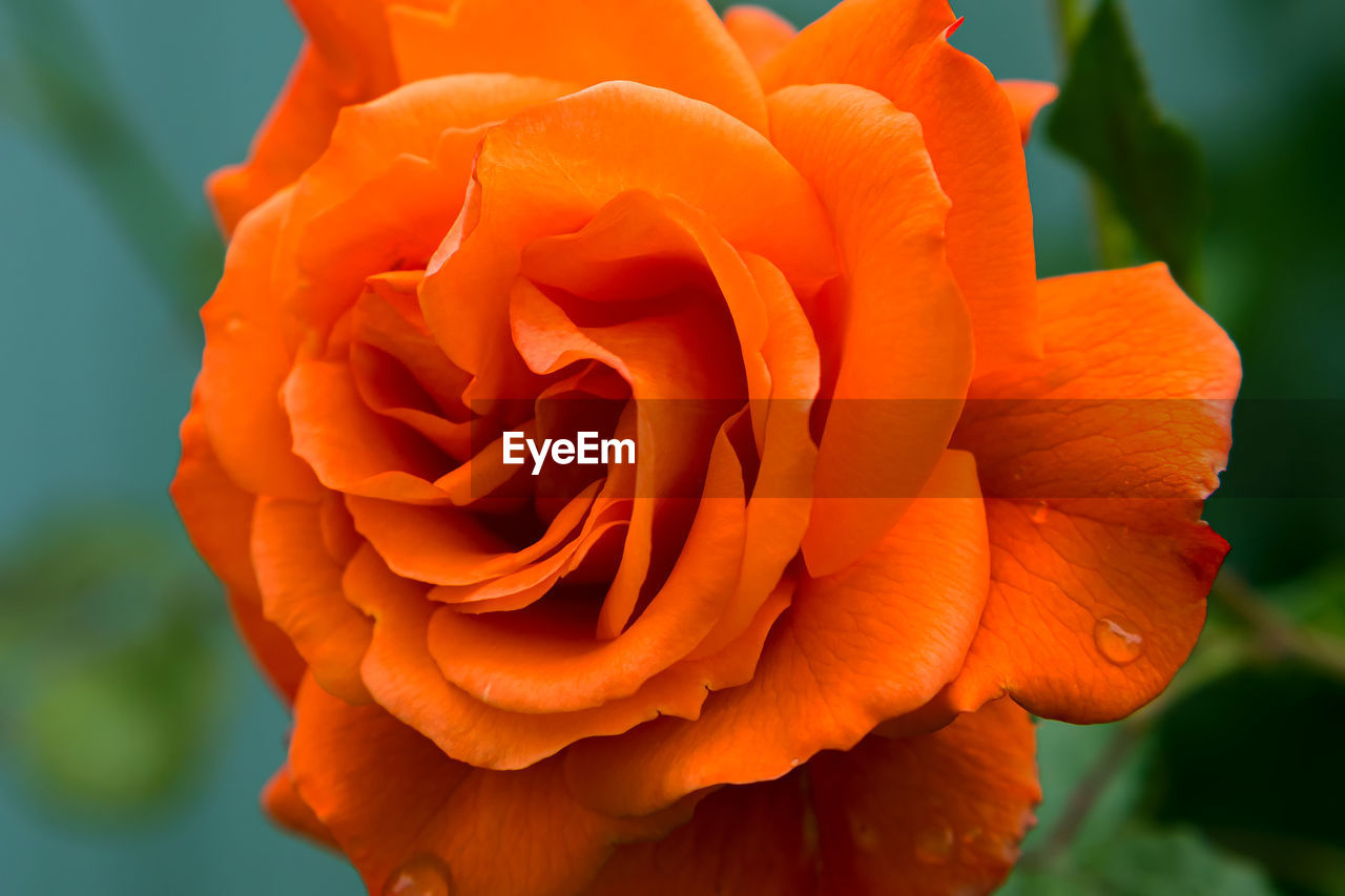 flowering plant, flower, beauty in nature, plant, petal, freshness, close-up, rose, inflorescence, flower head, yellow, fragility, nature, macro photography, orange color, garden roses, no people, growth, outdoors, focus on foreground, day, extreme close-up, plant stem, macro