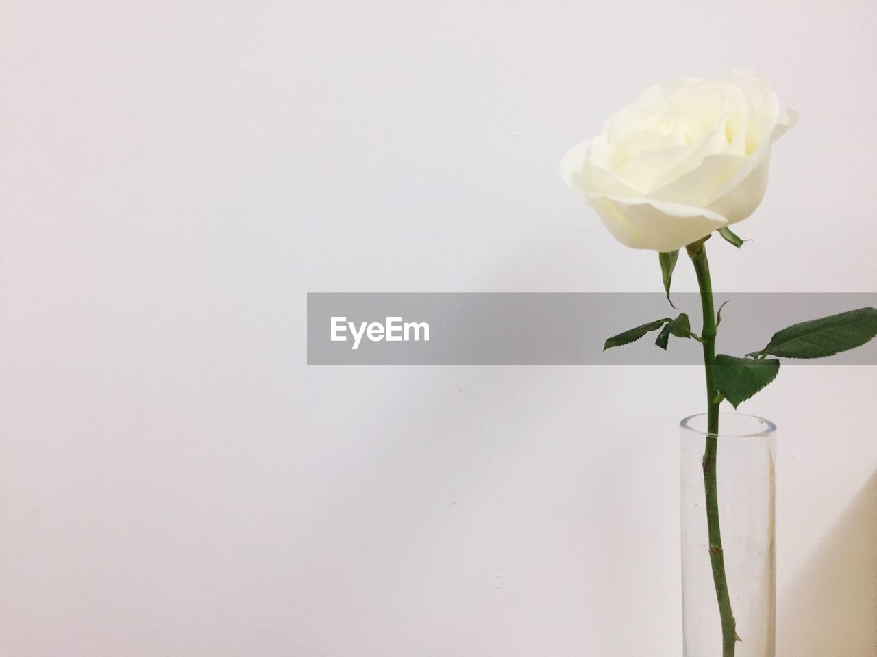 CLOSE-UP OF WHITE ROSES IN VASE AGAINST GRAY BACKGROUND