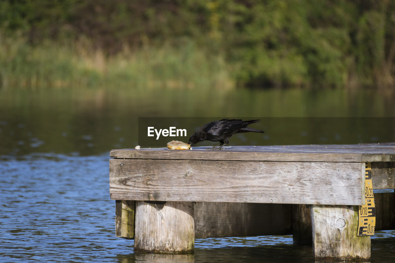 Crow perhing on jetty