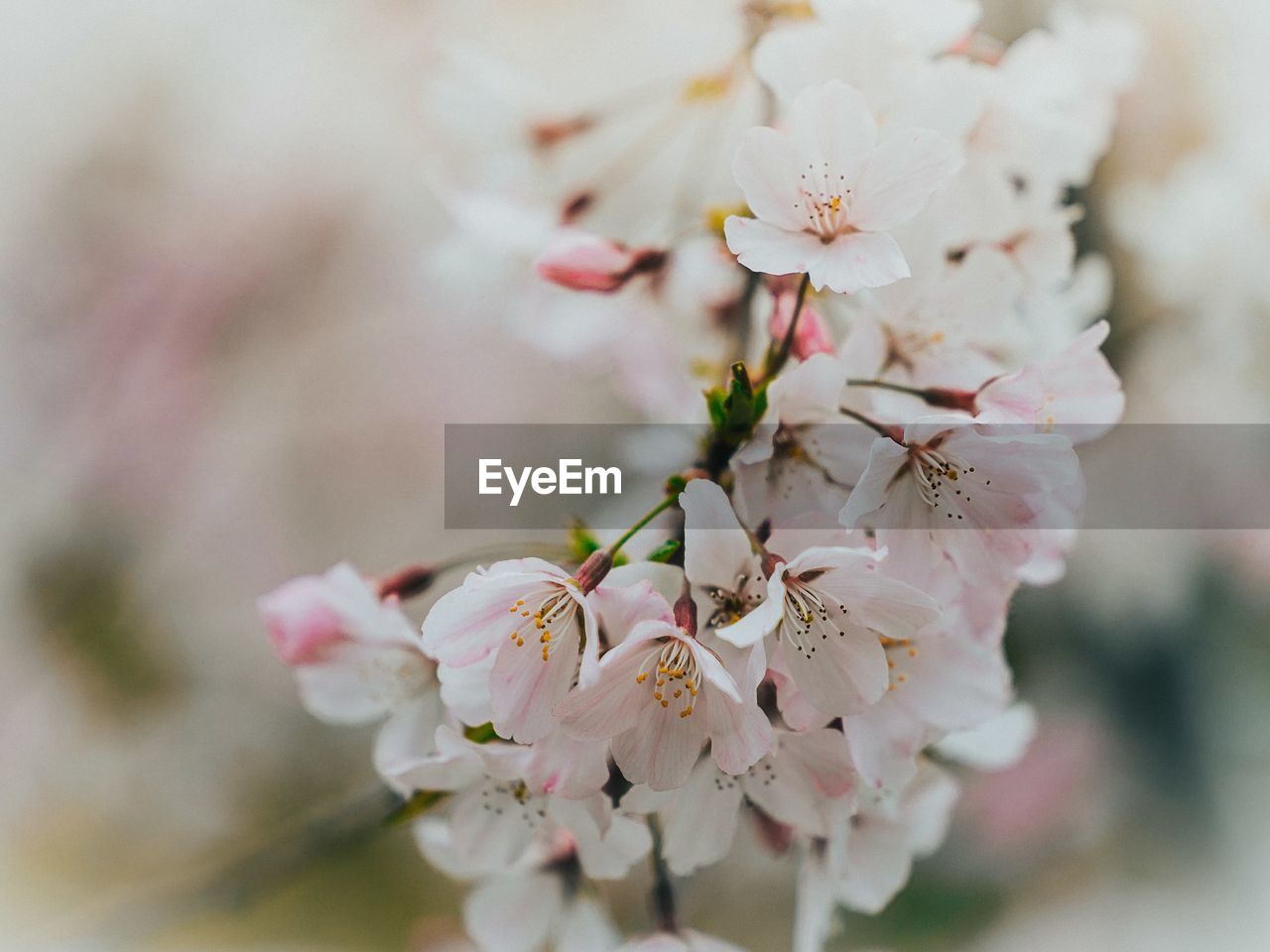 Close-up of white cherry blossom