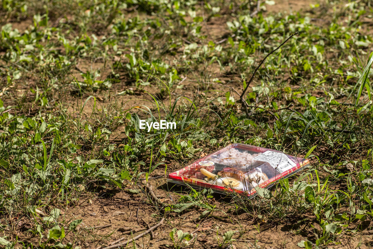 Bento box on field