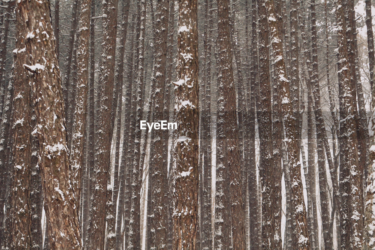 low angle view of trees in forest