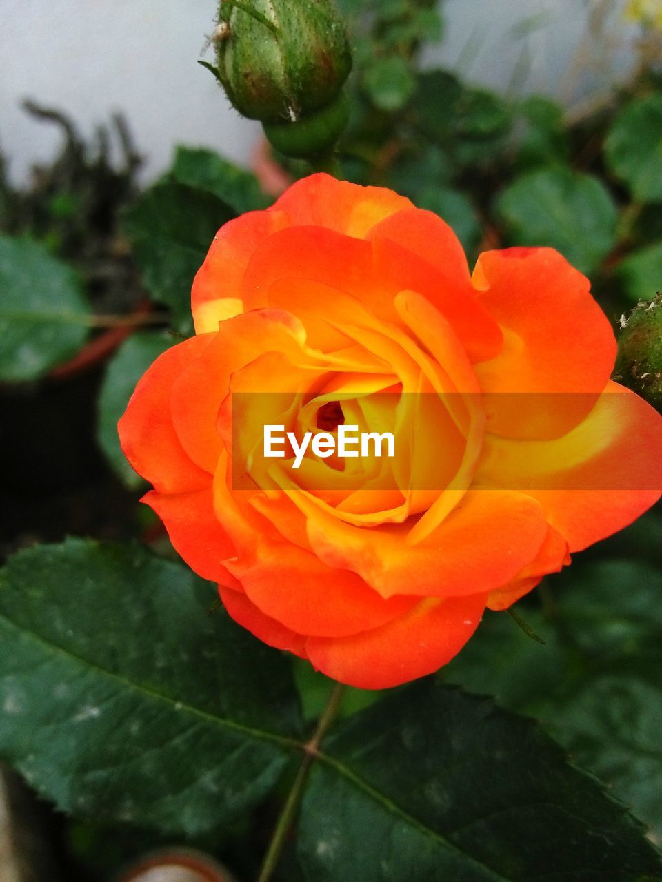 CLOSE-UP OF ROSE AGAINST ORANGE LEAVES