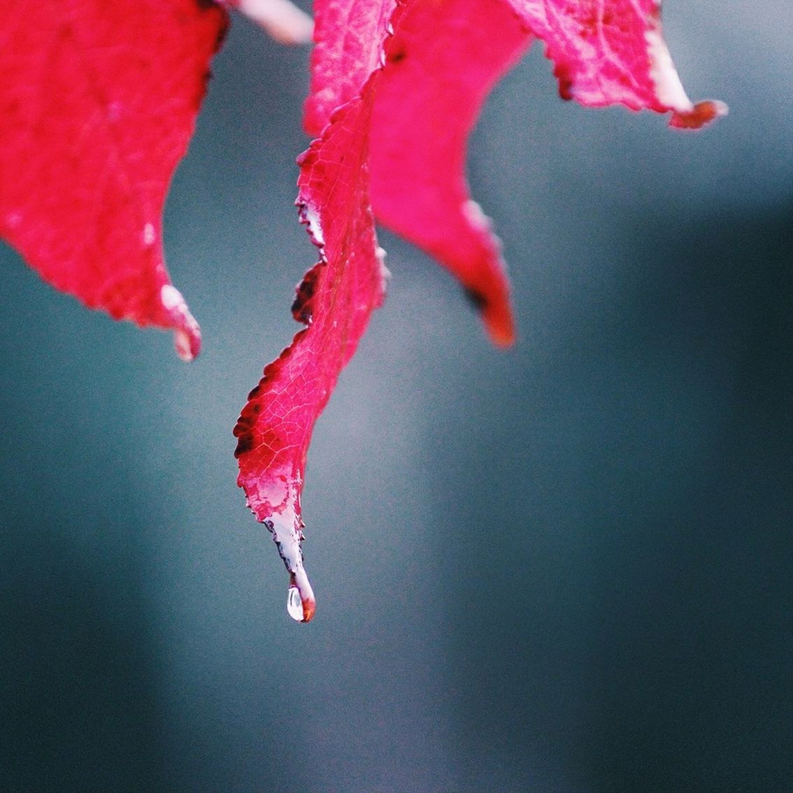 Close-up of wet autumn leaves