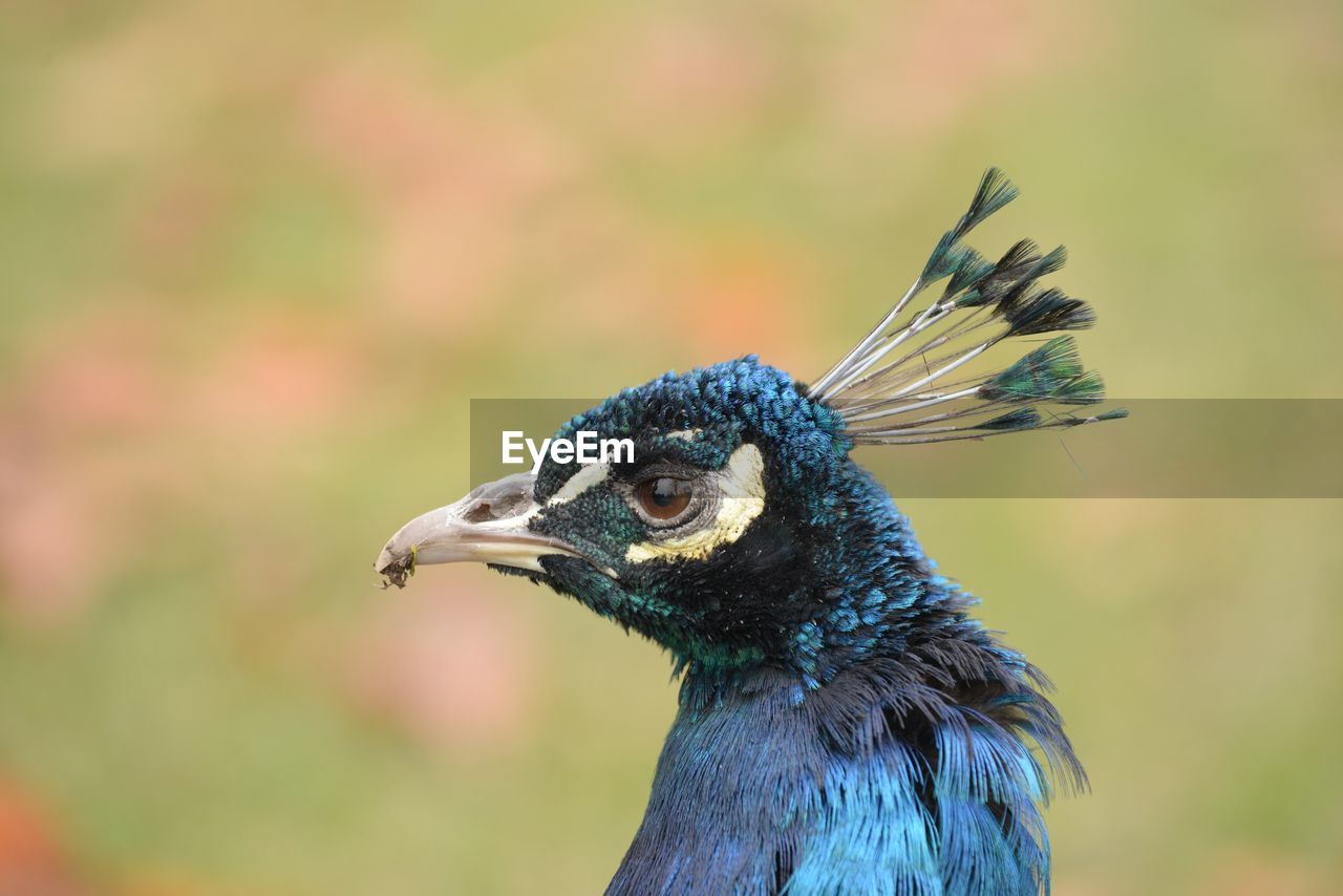 CLOSE-UP OF A BIRD