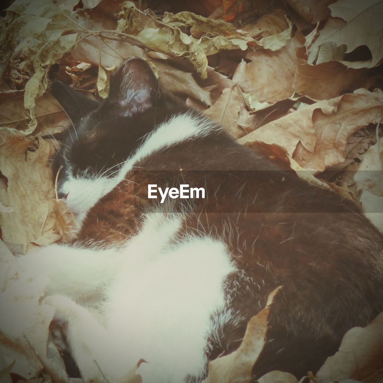 Close-up of cat sleeping on leaves covered field