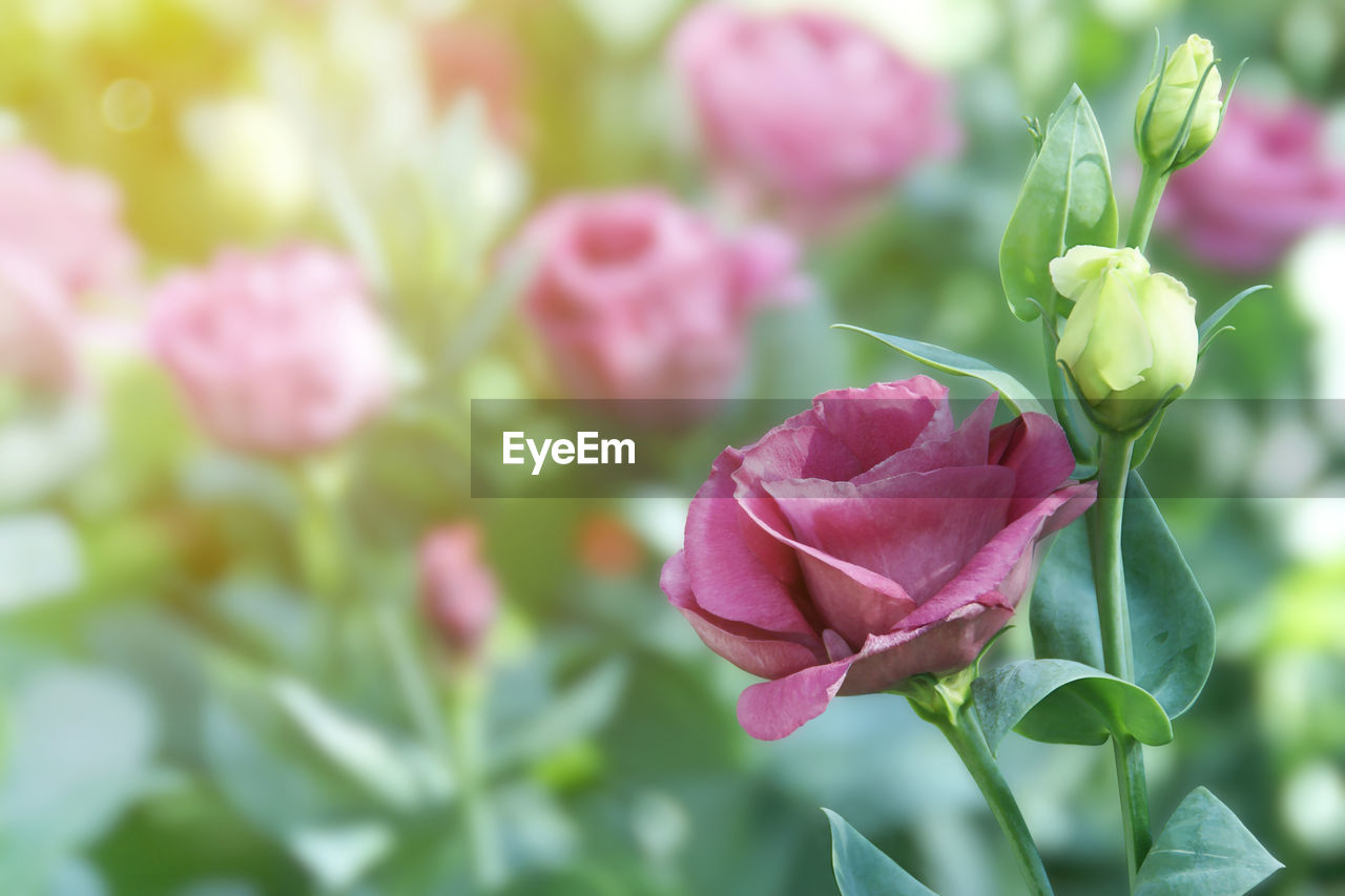 plant, flower, flowering plant, beauty in nature, freshness, pink, nature, plant part, rose, leaf, close-up, petal, flower head, fragility, inflorescence, no people, garden roses, focus on foreground, growth, springtime, green, outdoors, bud, summer, multi colored, selective focus, blossom, day