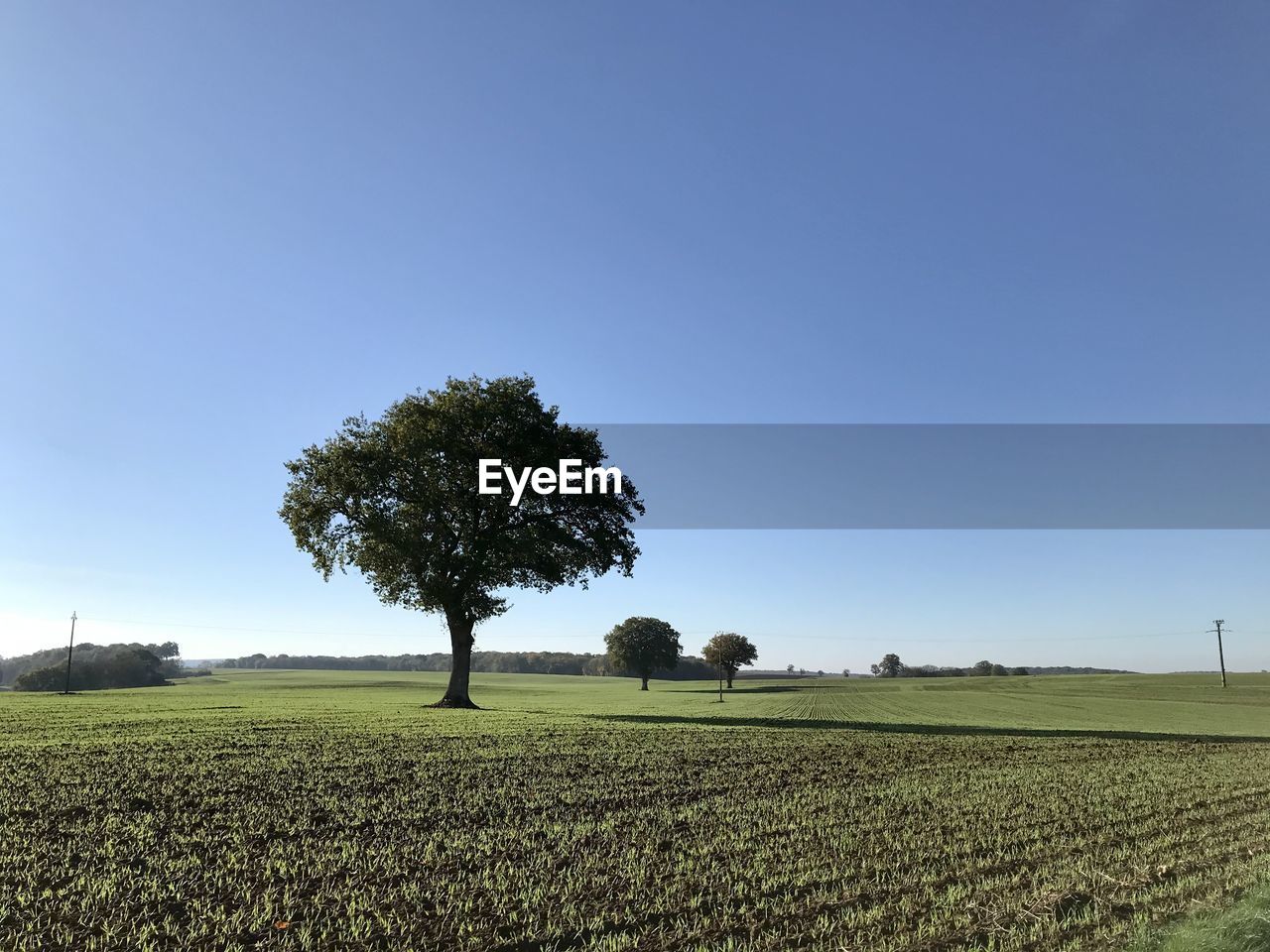 TREE ON FIELD AGAINST CLEAR SKY