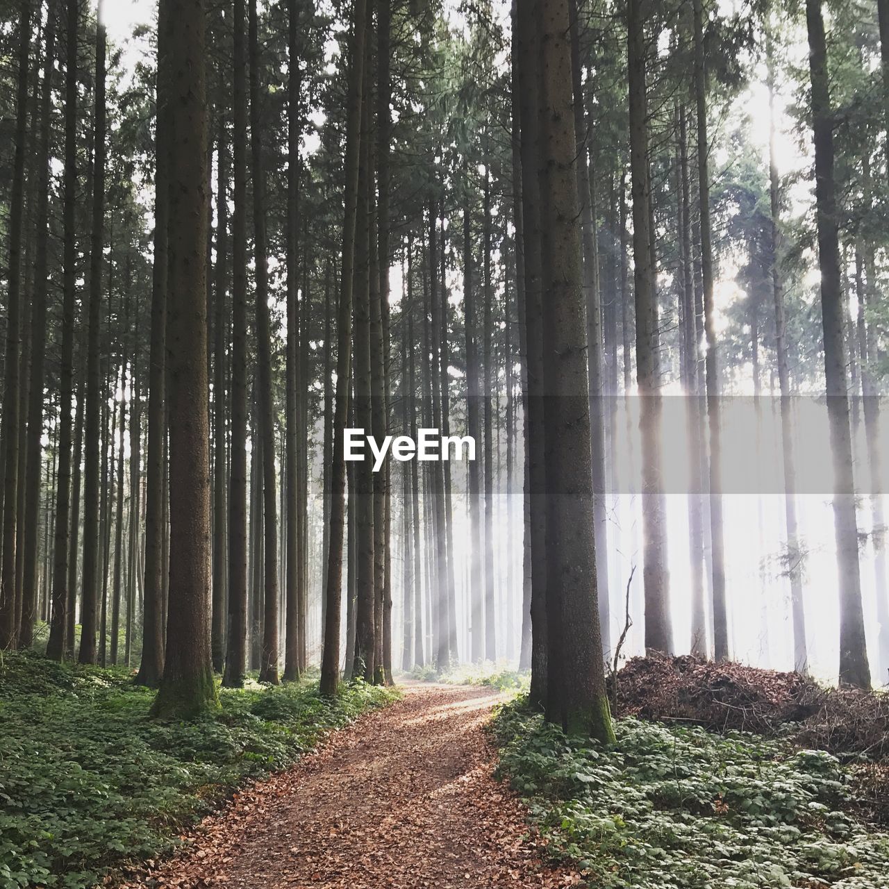 Road amidst trees in forest