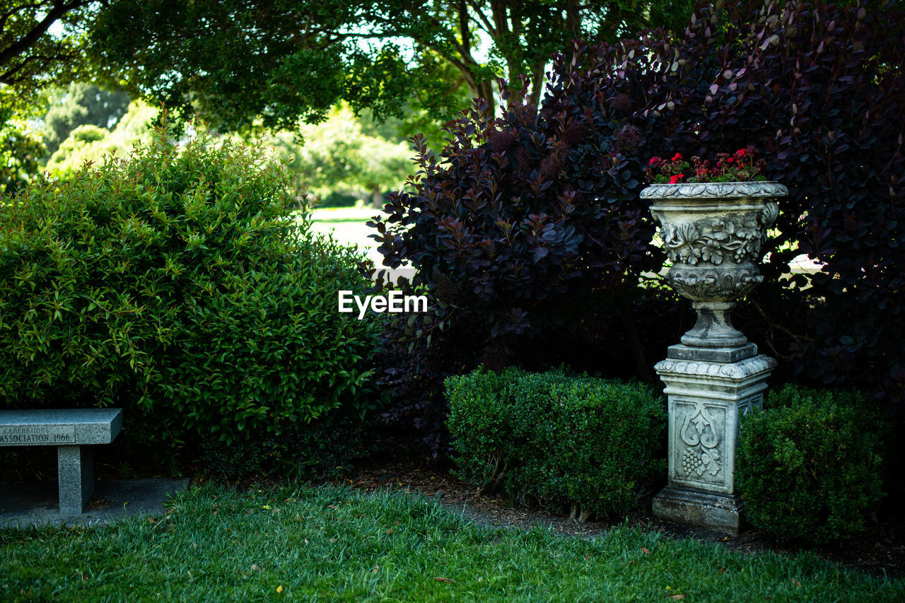 TREES IN GARDEN