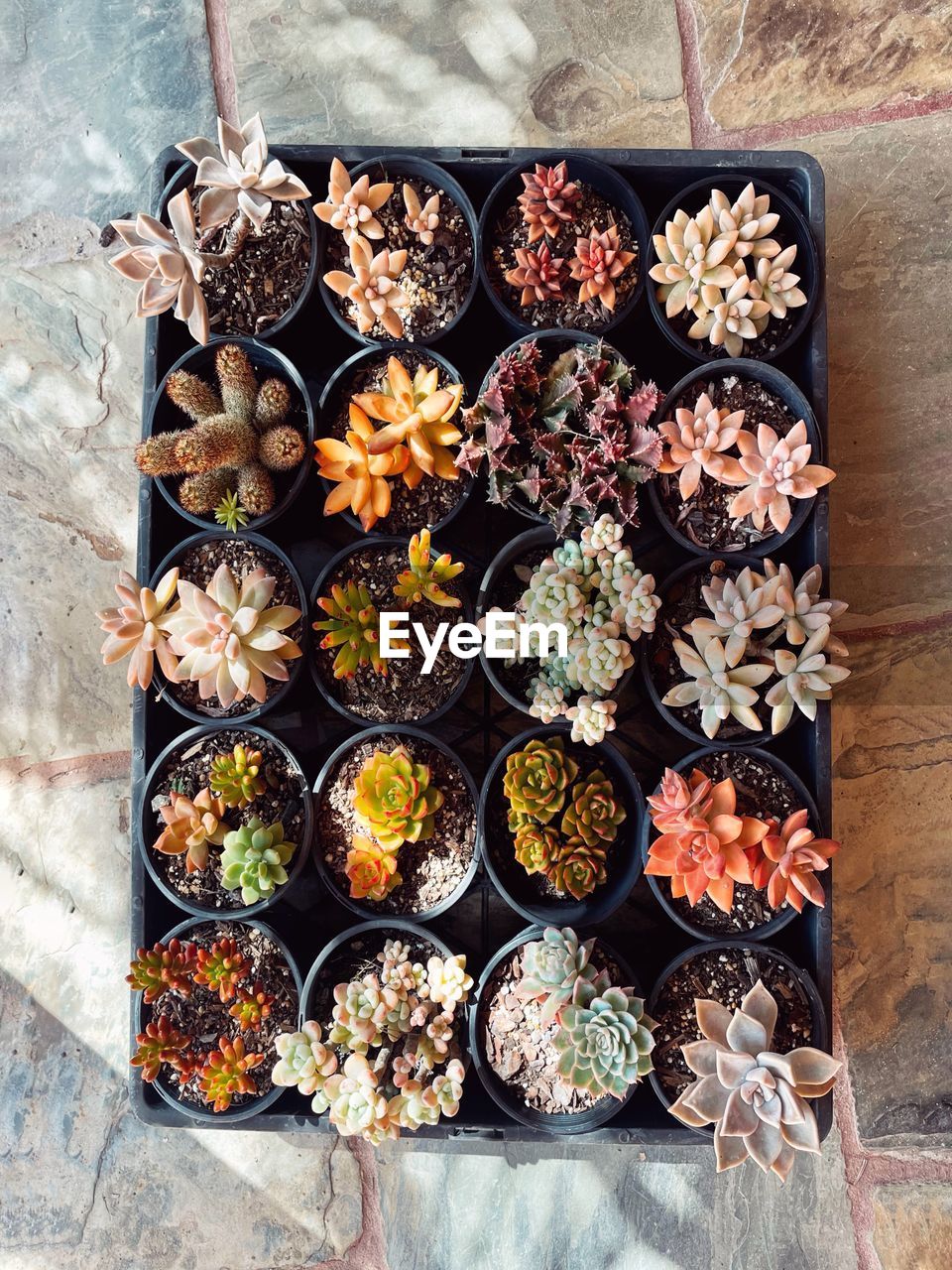 high angle view of succulent plants