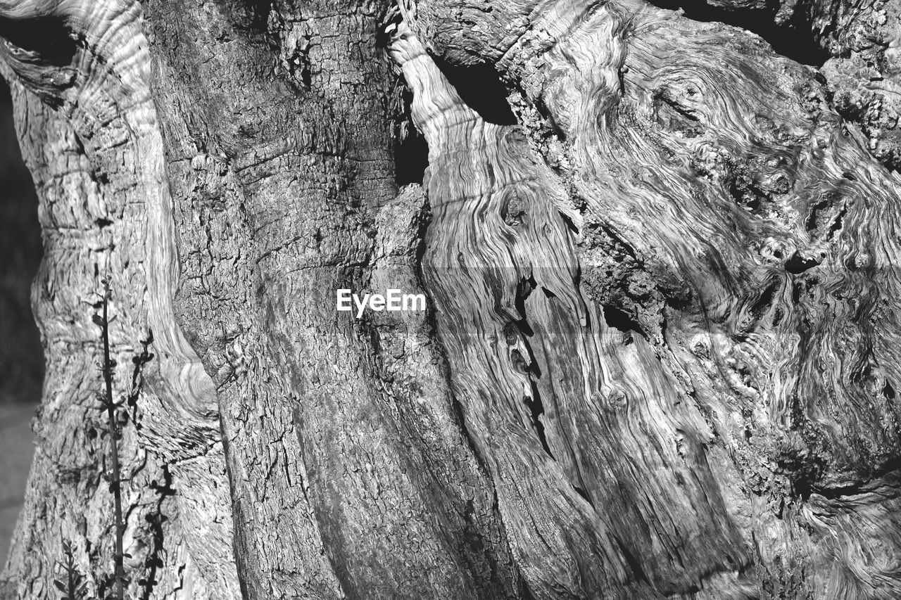 Cropped image of olive tree trunk