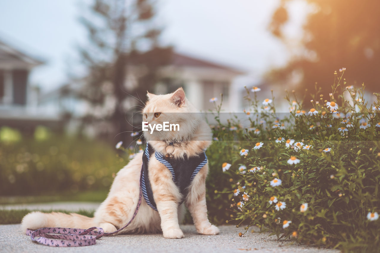 CAT LOOKING AWAY WHILE SITTING IN A PARK