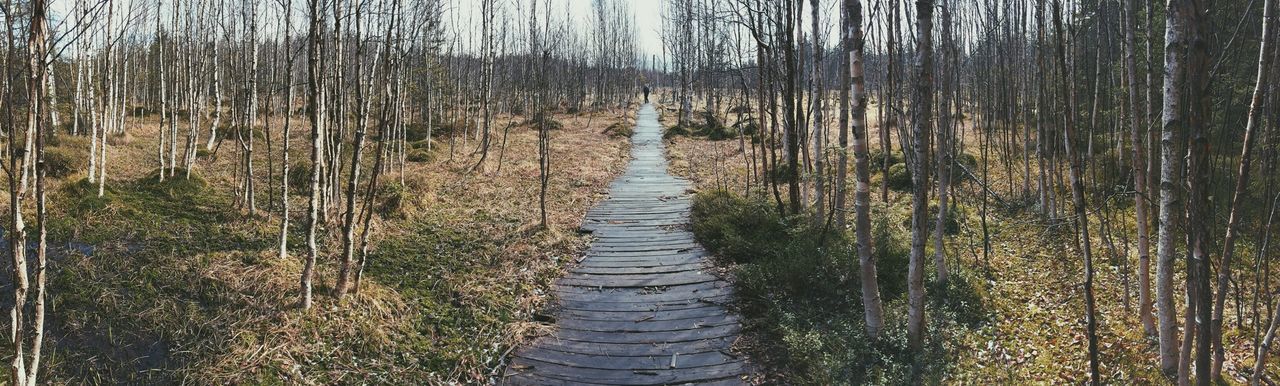 Footpath in forest