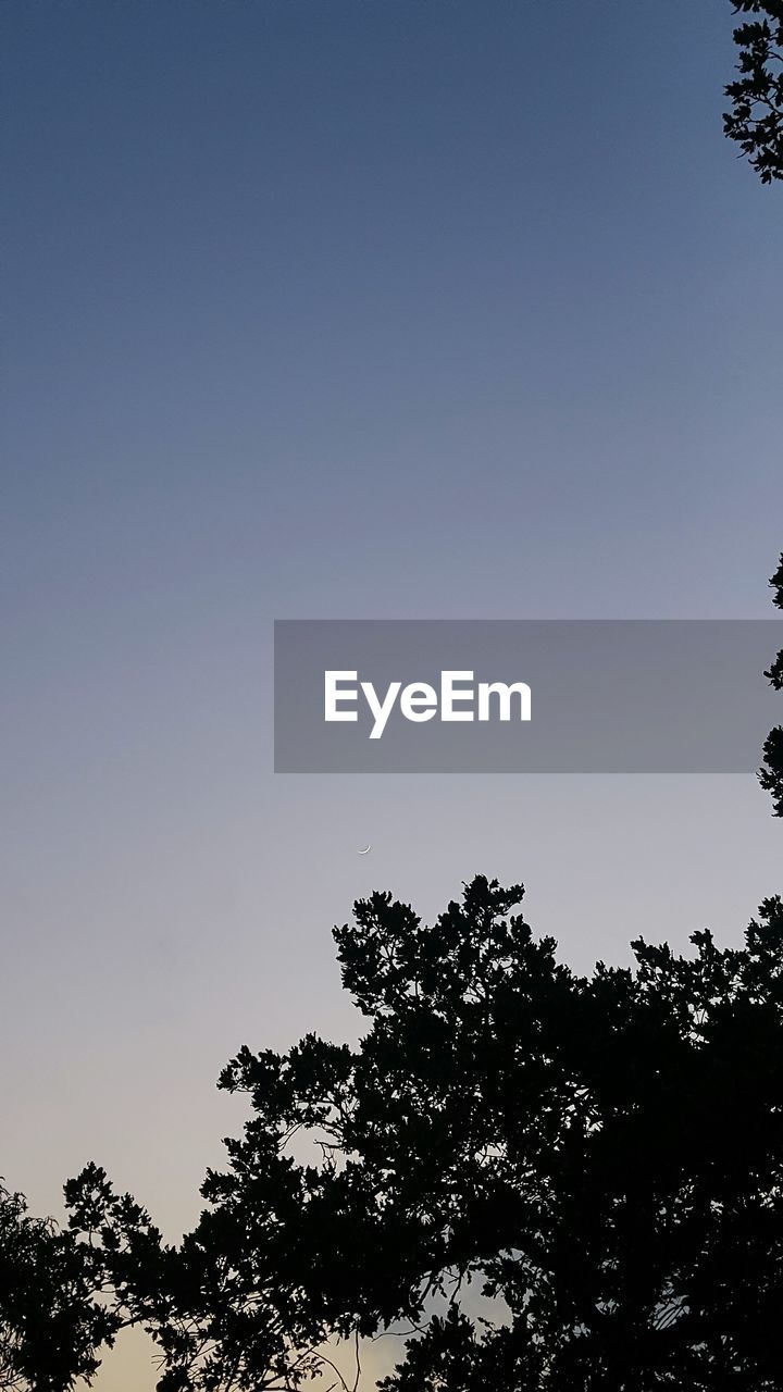 Low angle view of silhouette trees against clear sky