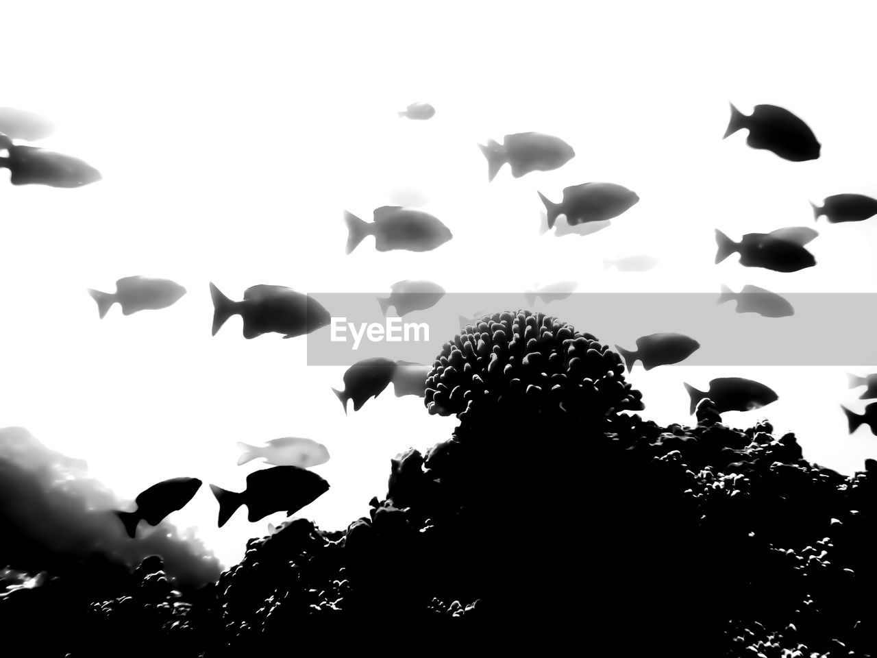 LOW ANGLE VIEW OF SILHOUETTE BIRDS FLYING