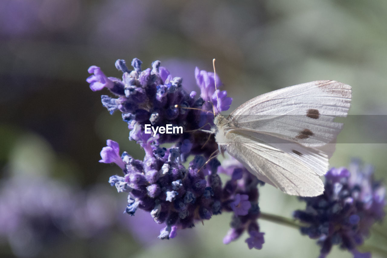 Close-up of butterfly on purple flower