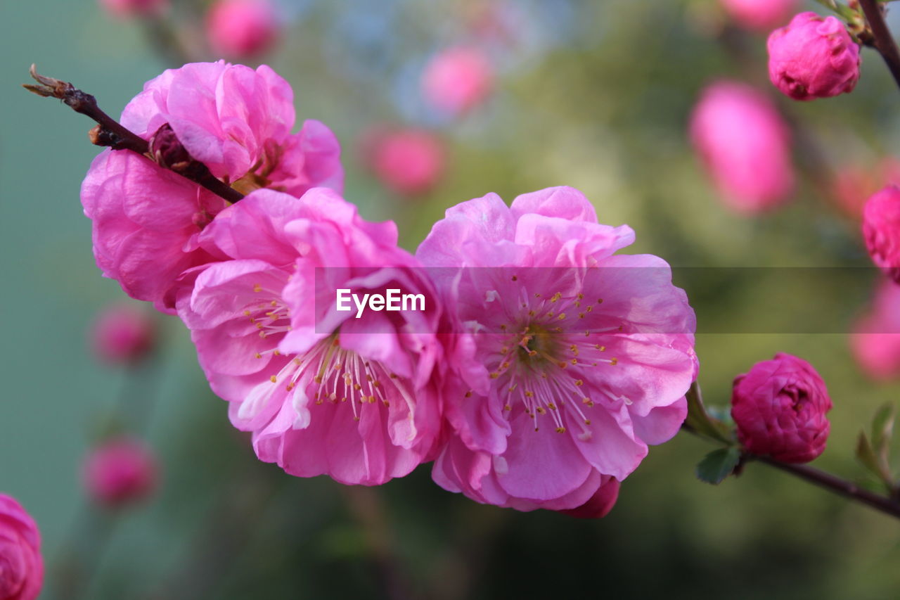 Close-up of pink flowers