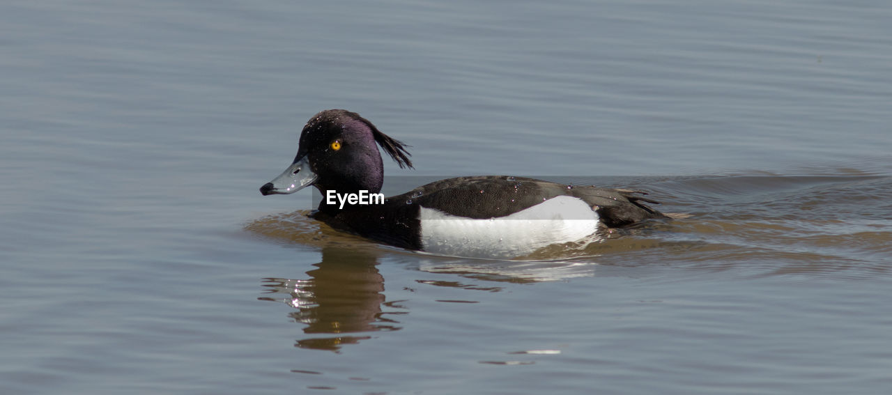 MALLARD DUCK SWIMMING IN LAKE