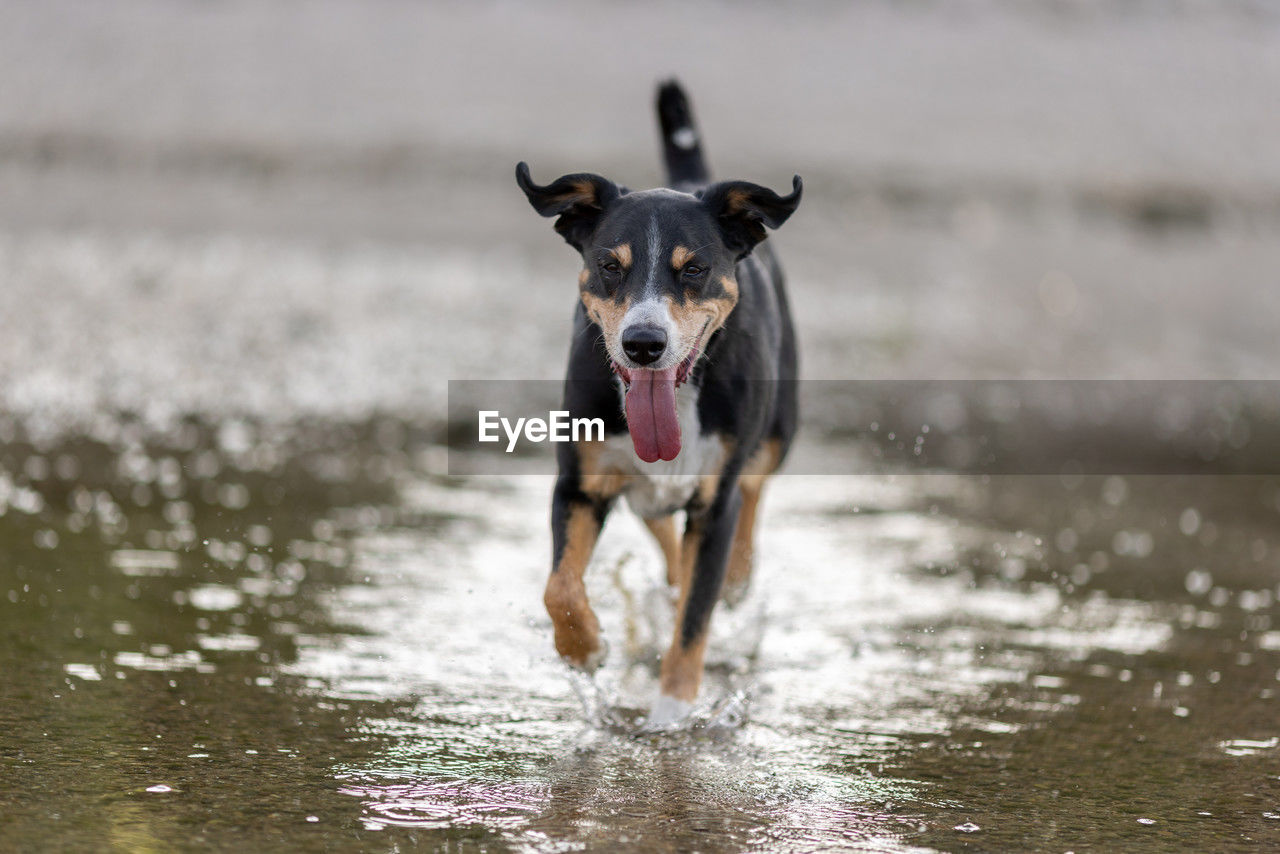 dog, canine, one animal, animal themes, mammal, domestic animals, animal, pet, running, motion, water, portrait, nature, wet, no people, looking at camera, day, outdoors, splashing, on the move, beach, sticking out tongue, vitality, carnivore, focus on foreground