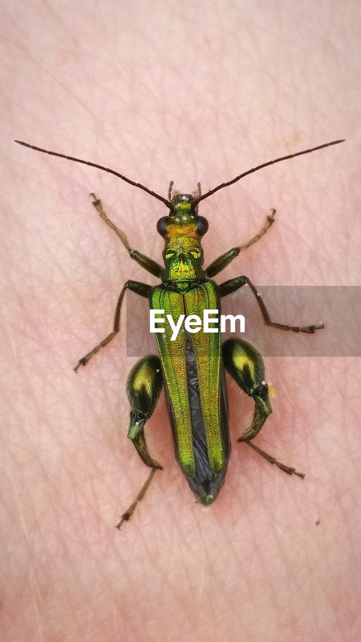 CLOSE-UP OF INSECT ON LEAF