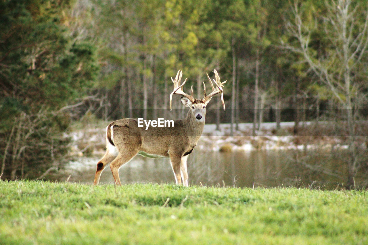 side view of deer standing on grassy field
