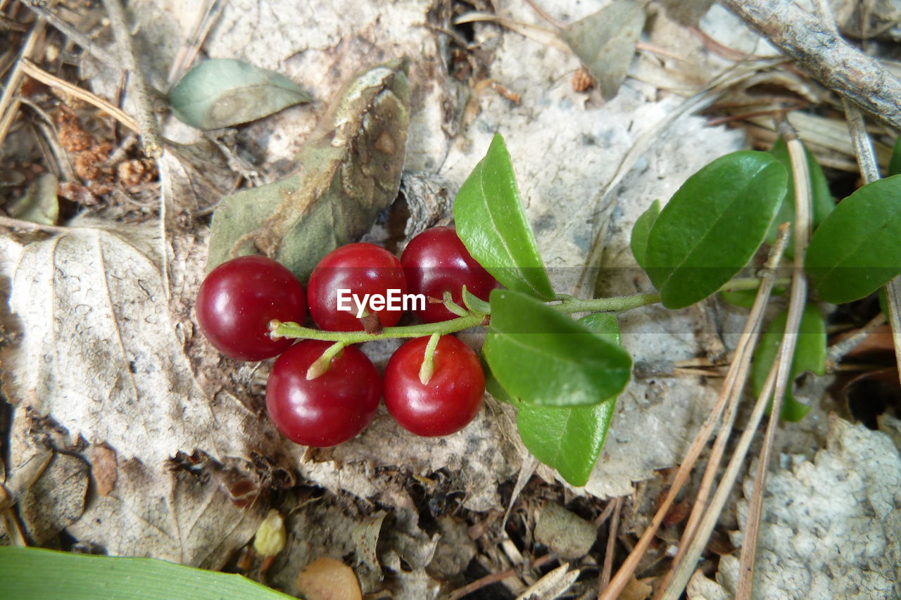 CLOSE-UP OF TOMATOES ON TREE