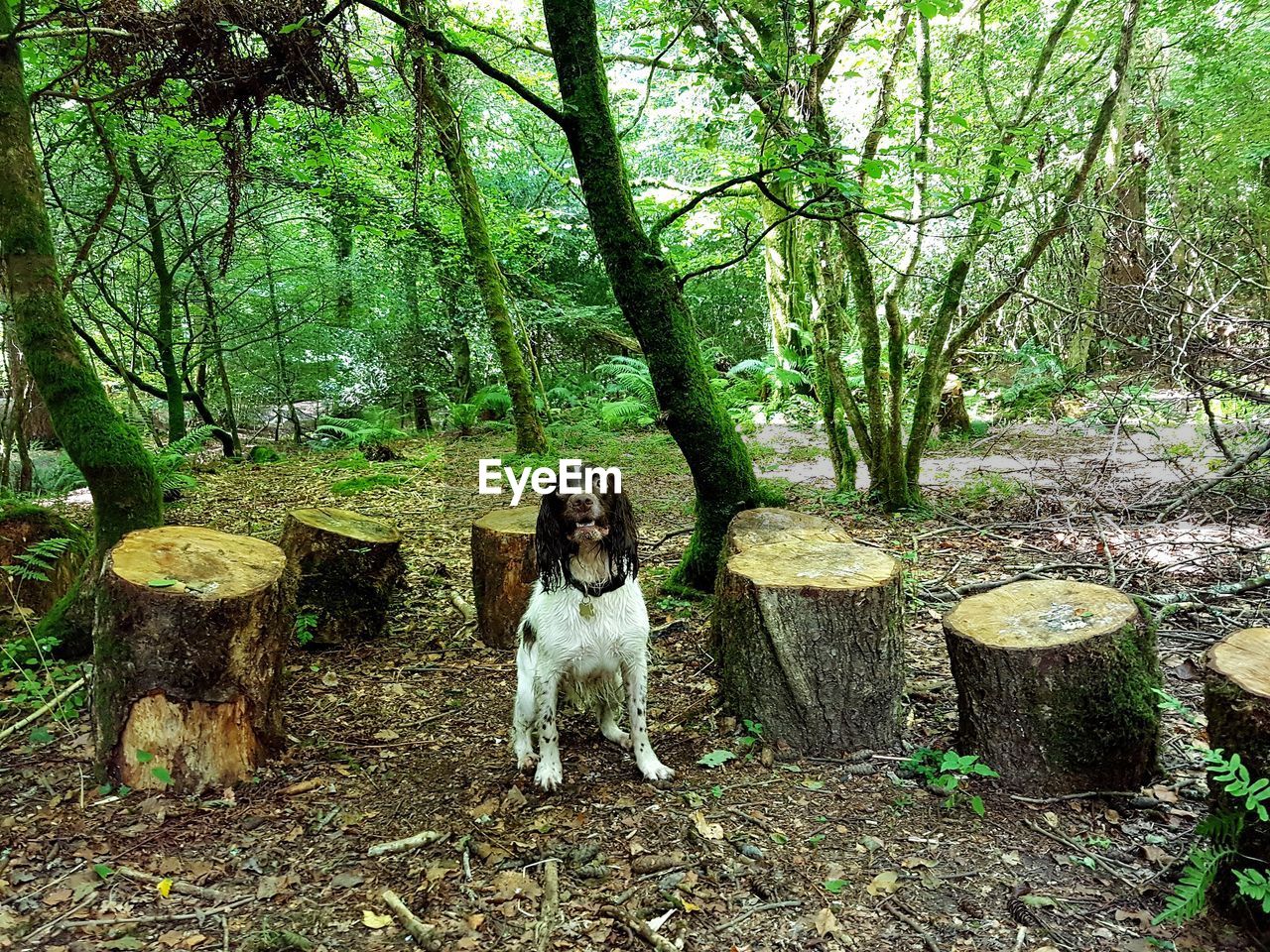 DOG SITTING BY TREE TRUNK IN FOREST