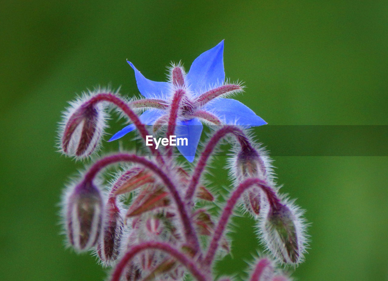 Close-up of flowers growing outdoors