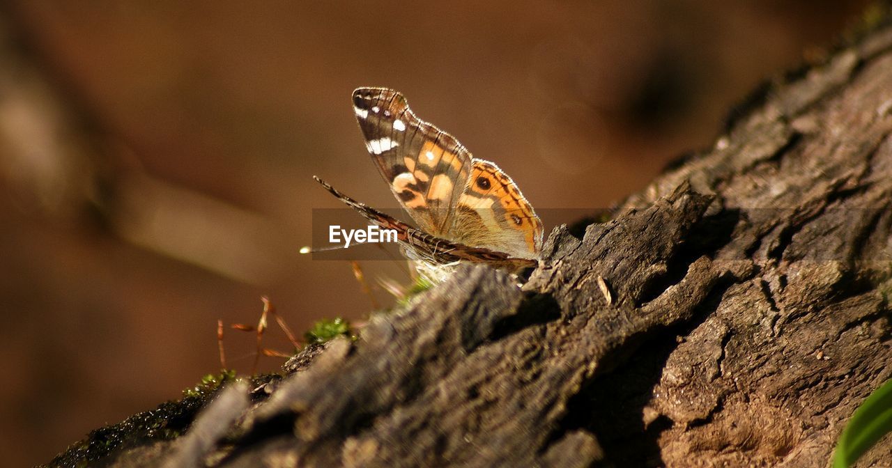 Butterfly perching on tree trunk
