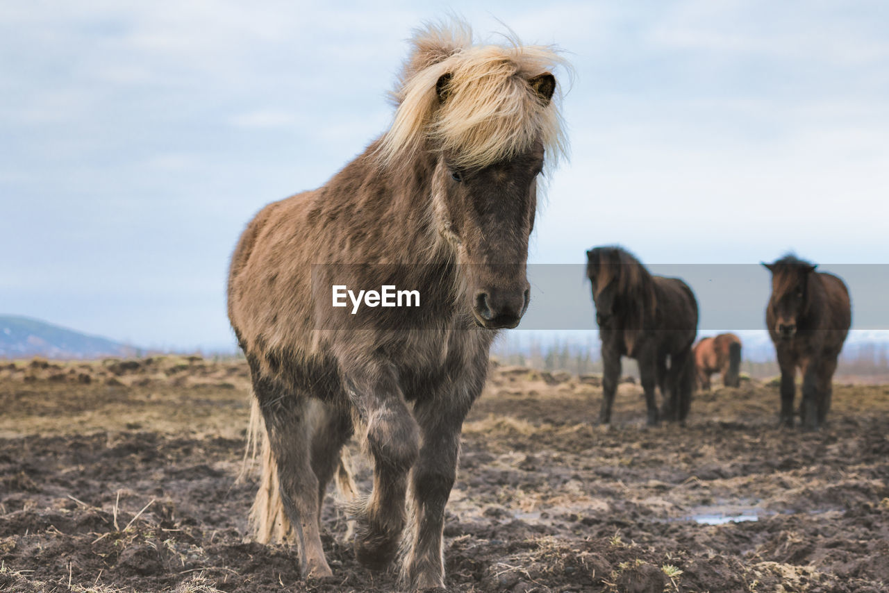 Horse standing on field