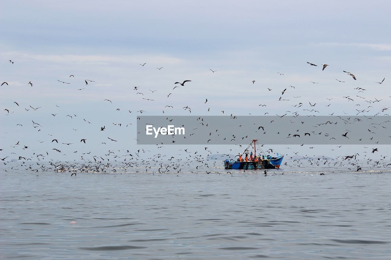 Birds flying over sea against sky