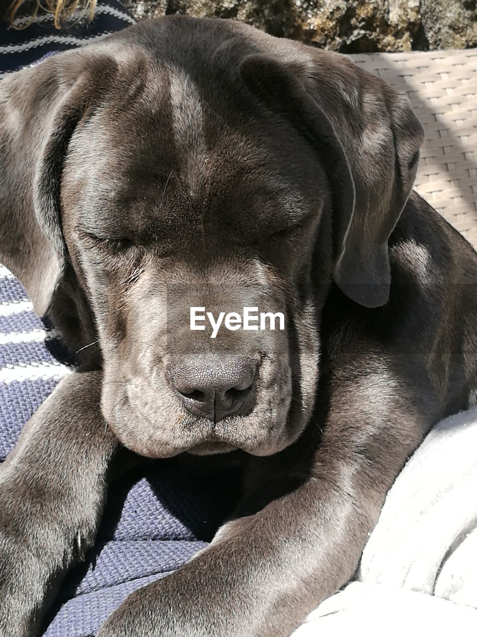 CLOSE-UP OF A DOG SLEEPING ON CARPET