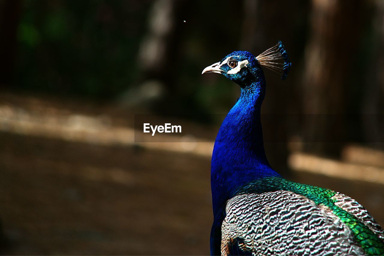 Close-up of peacock on field during sunny day