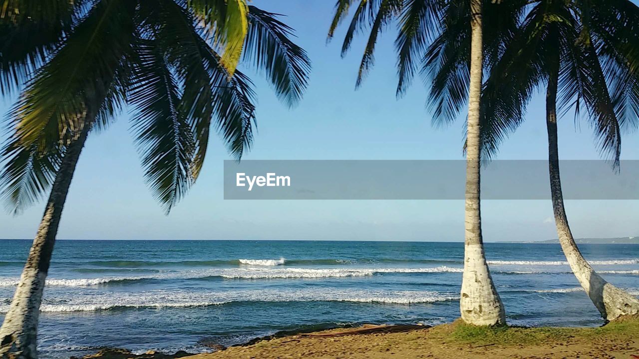 Palm trees on beach