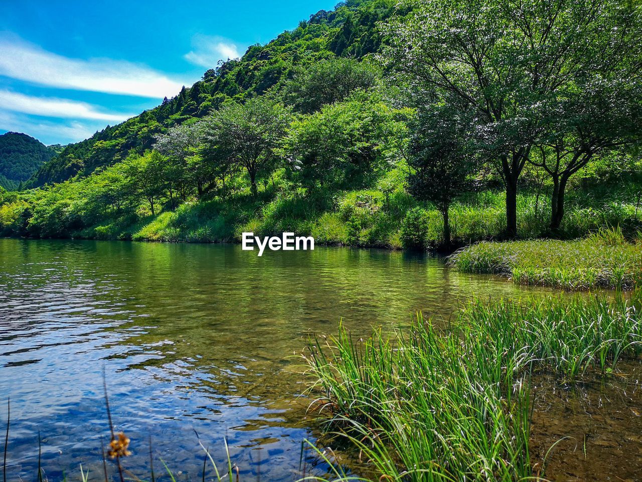 TREES BY LAKE AGAINST SKY