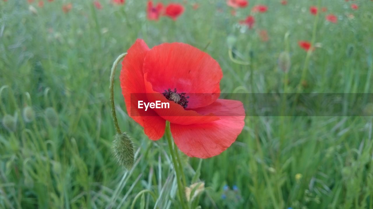 RED POPPY BLOOMING IN FIELD