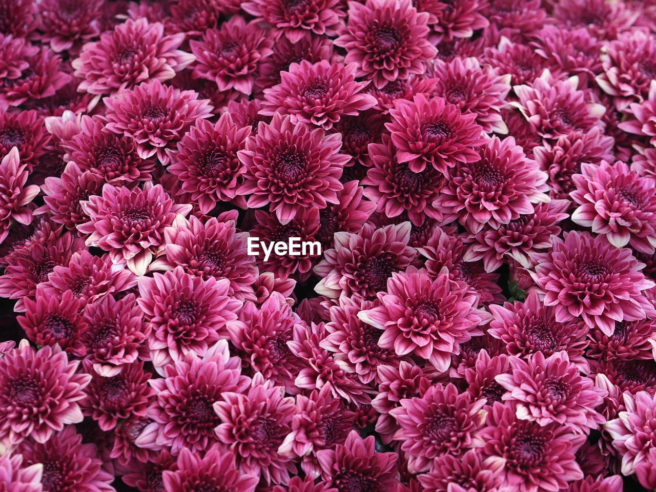 Full frame shot of pink flowering plants