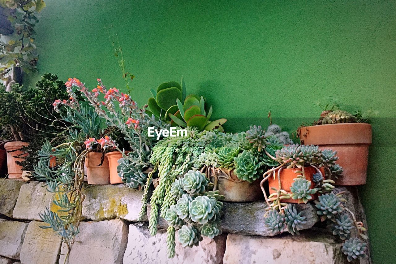 POTTED PLANTS GROWING OUTSIDE HOUSE